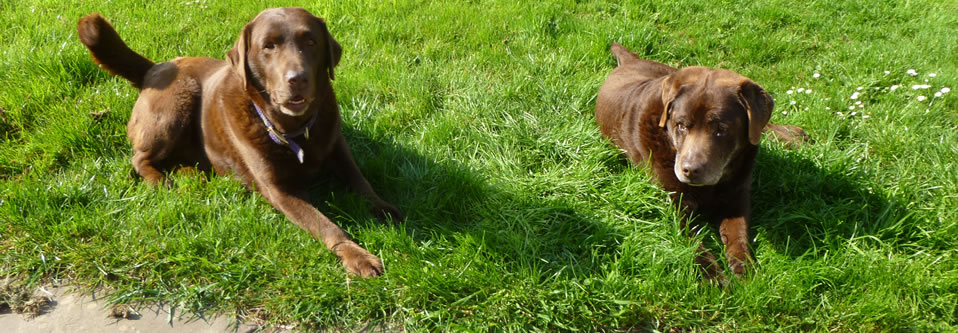 Gun dogs